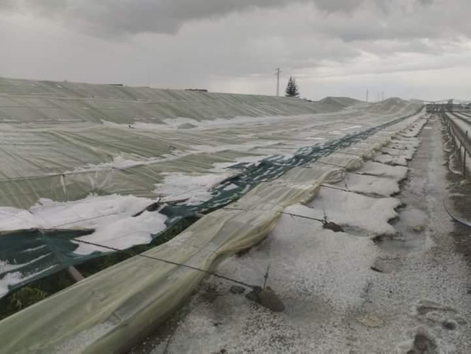 La histórica granizada del pasado 7 de febrero destrozó medio centenar de invernaderos de Sanlúcar.