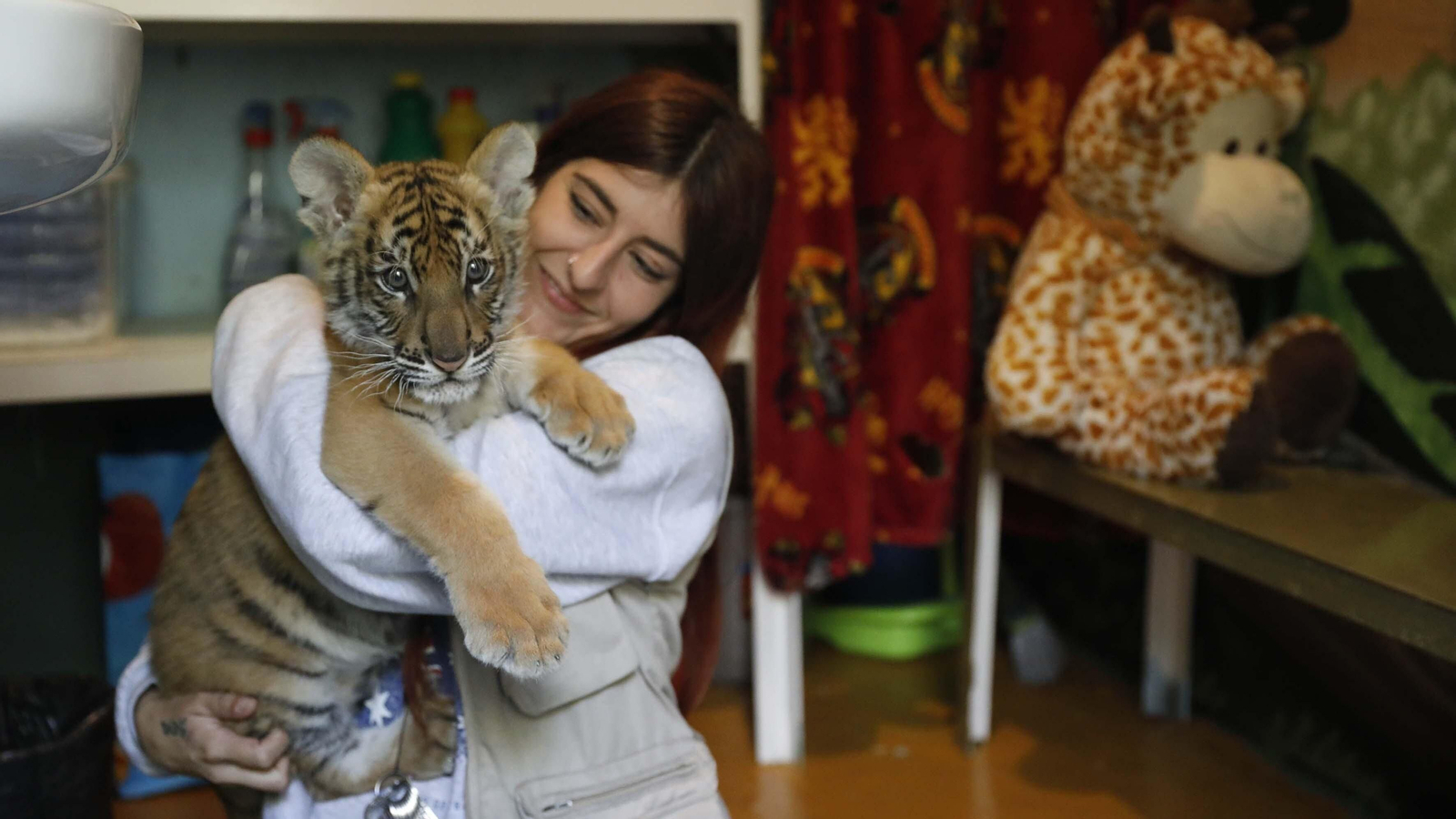 Las fotos del tigre de bengala, en la reserva "La pequeña África"