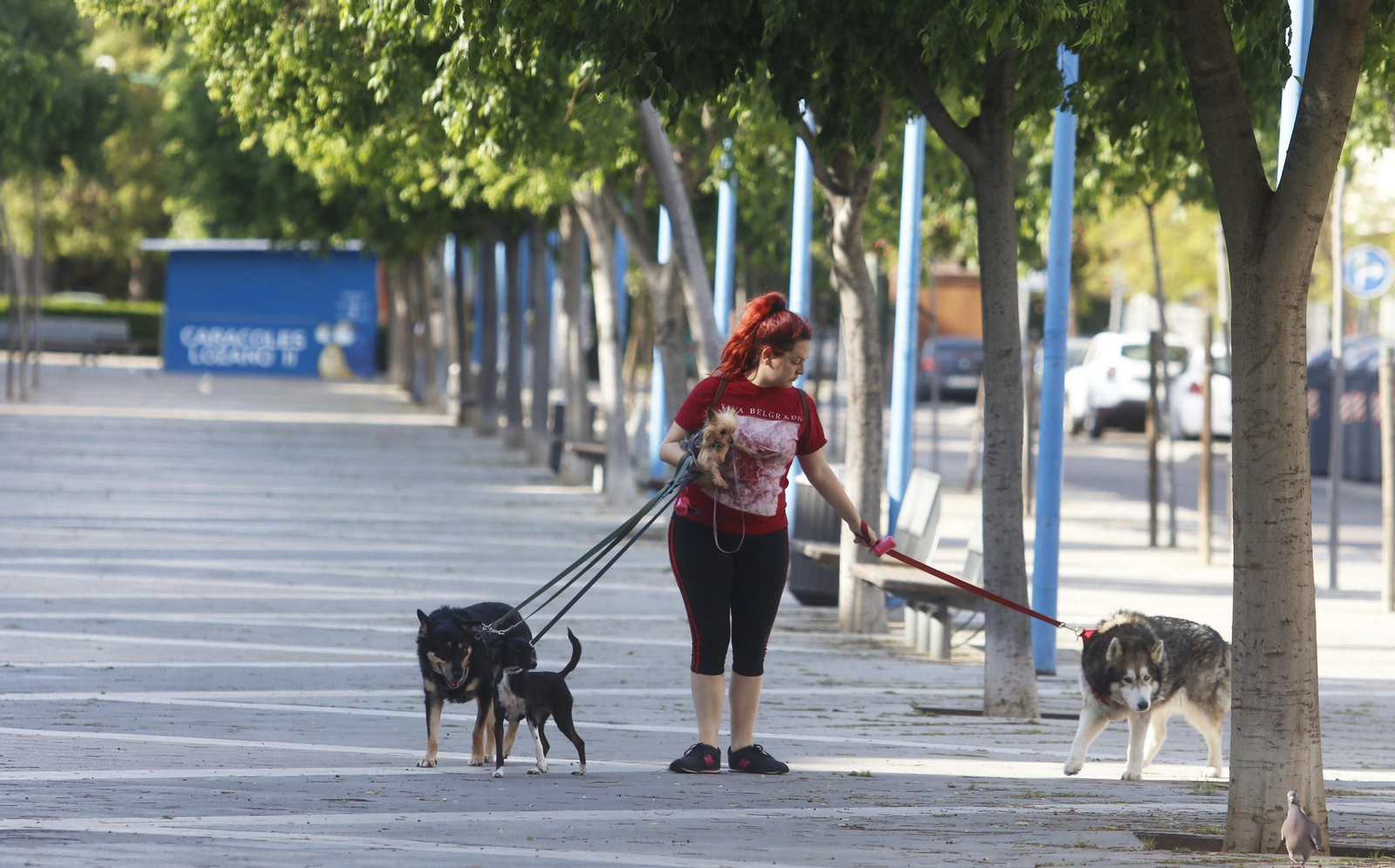 Una chica pasea a varios perros en Córdoba capital.
