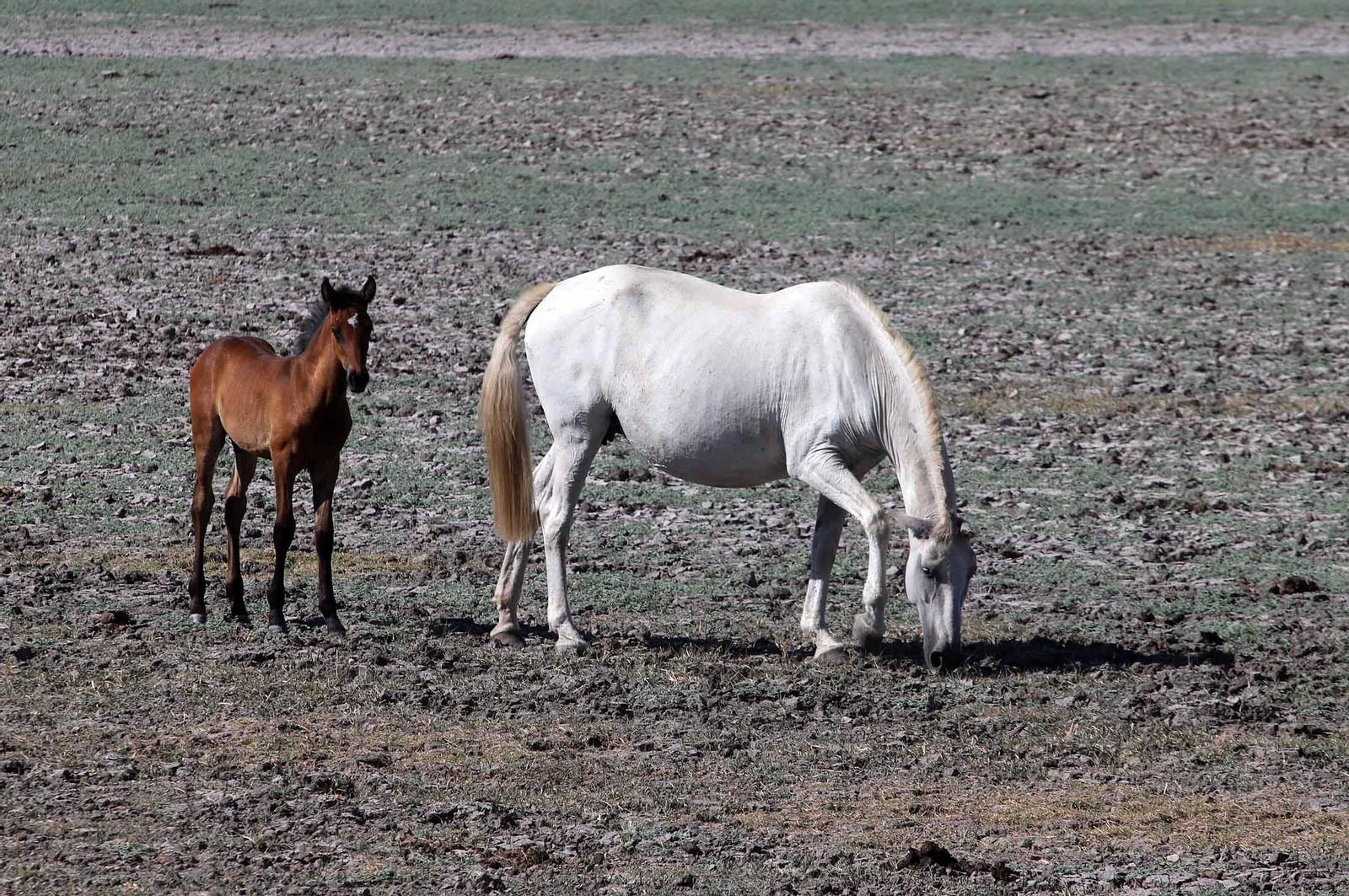 La marisma junto a la ermita de El Rocío seca, en imágenes