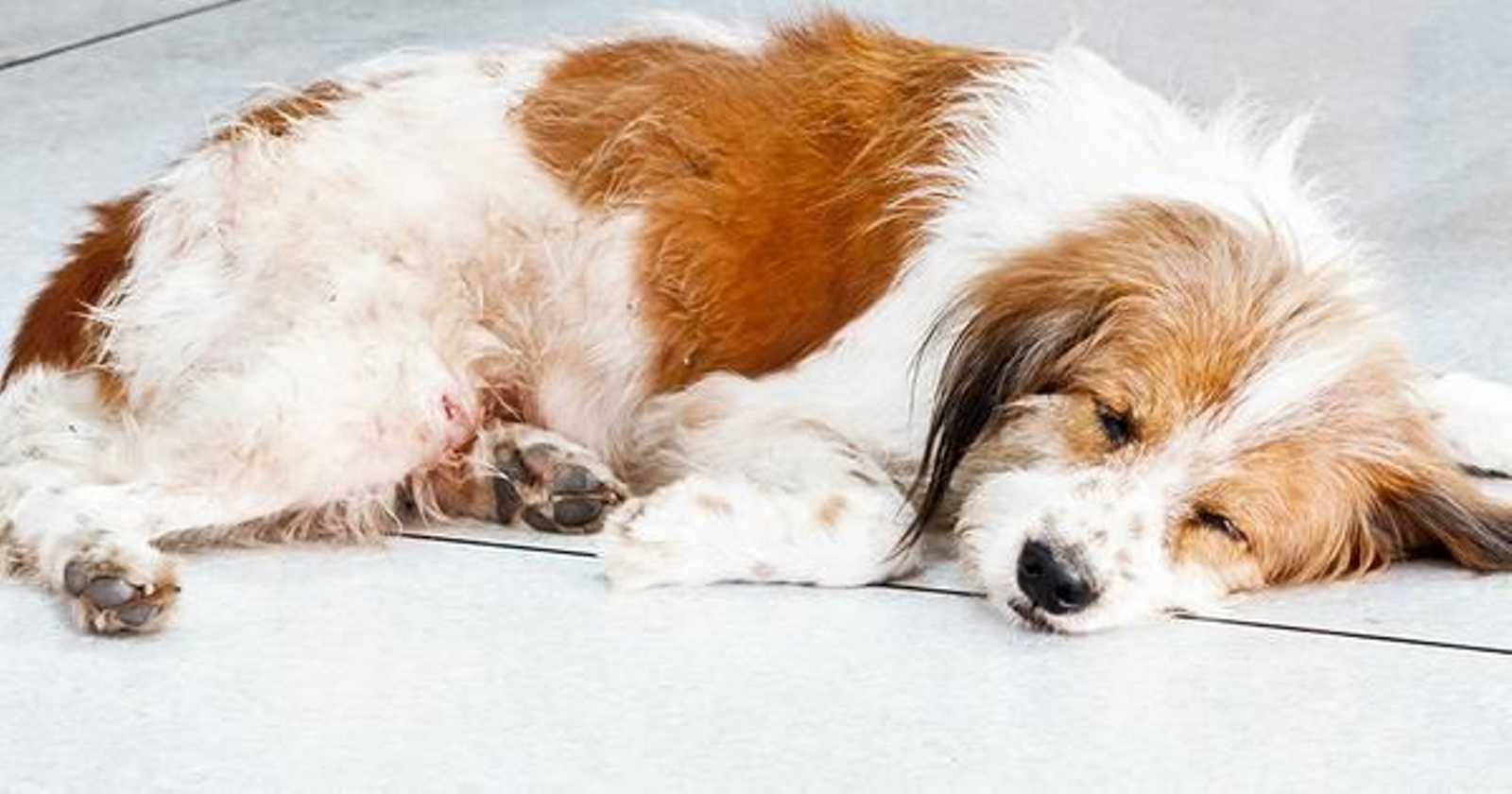 Muerte repentina en perros: causas más comunes