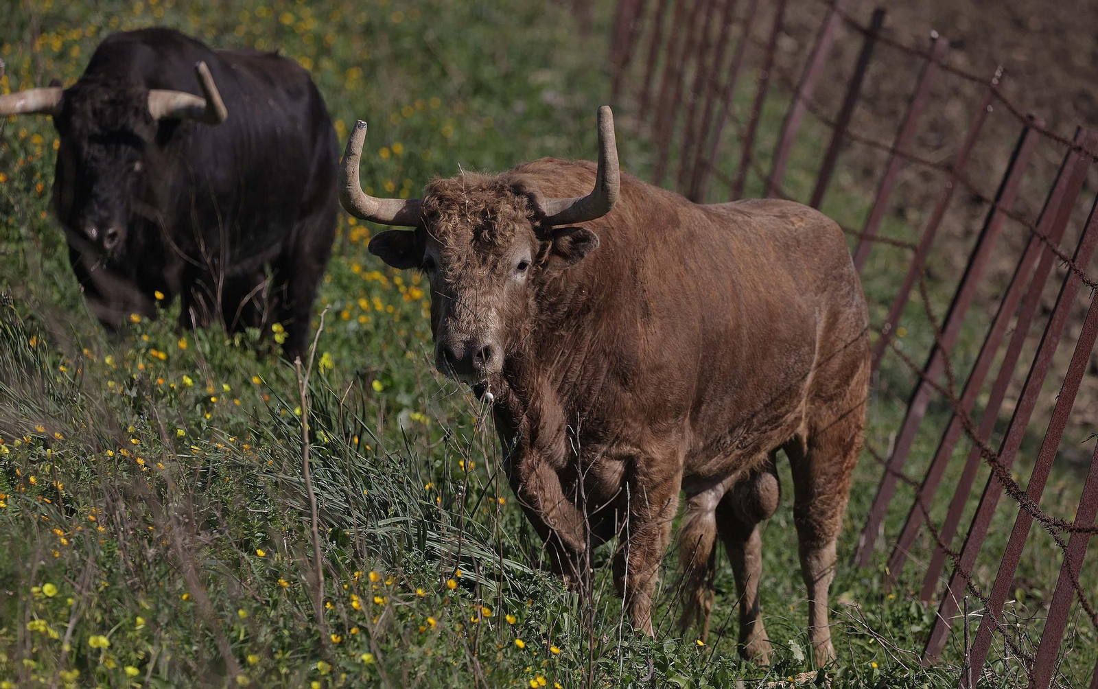 Álvaro Núñez Benjumea debuta este 2025 en Pamplona como gran sorpresa ganadera de los sanfermines, en imágenes