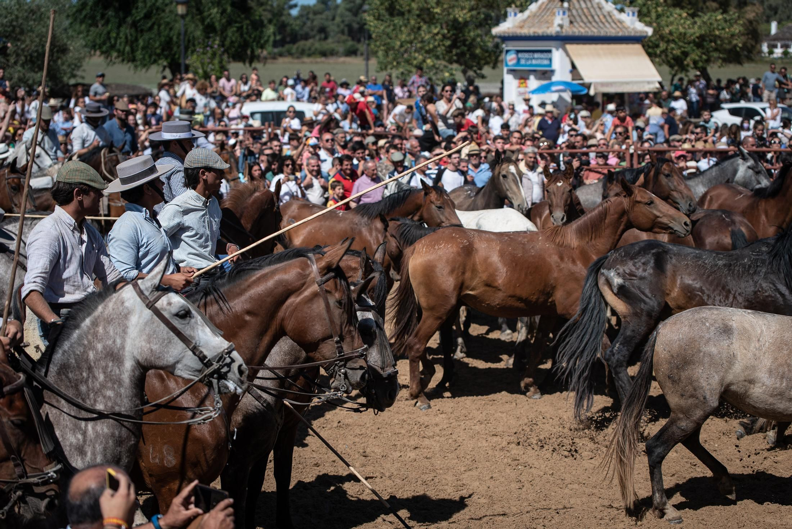 Imágenes de la Saca de las Yeguas a su paso por El Rocío