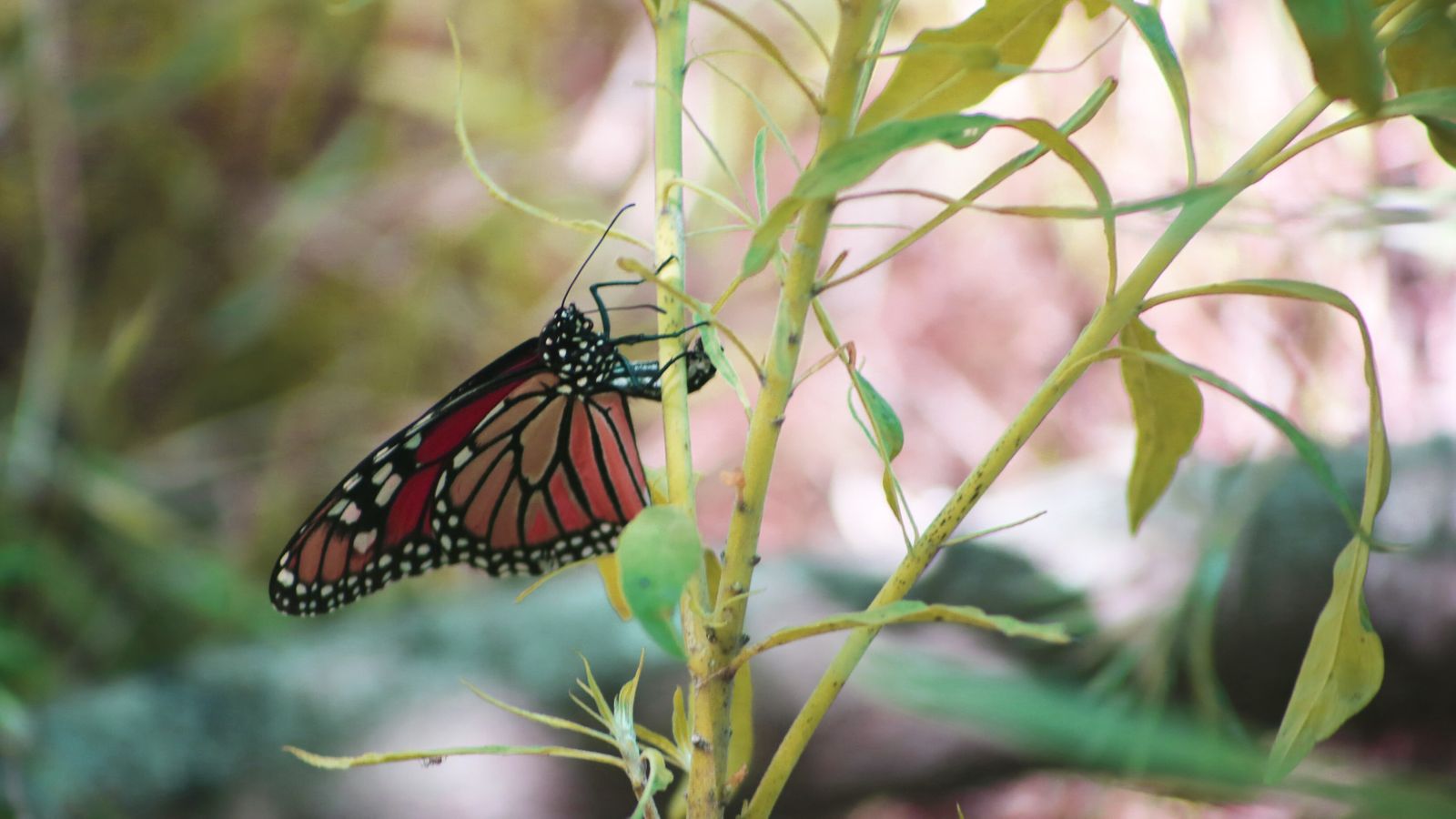 Una mariposa monarca en el sendero que lleva su nombre, en Castellar.