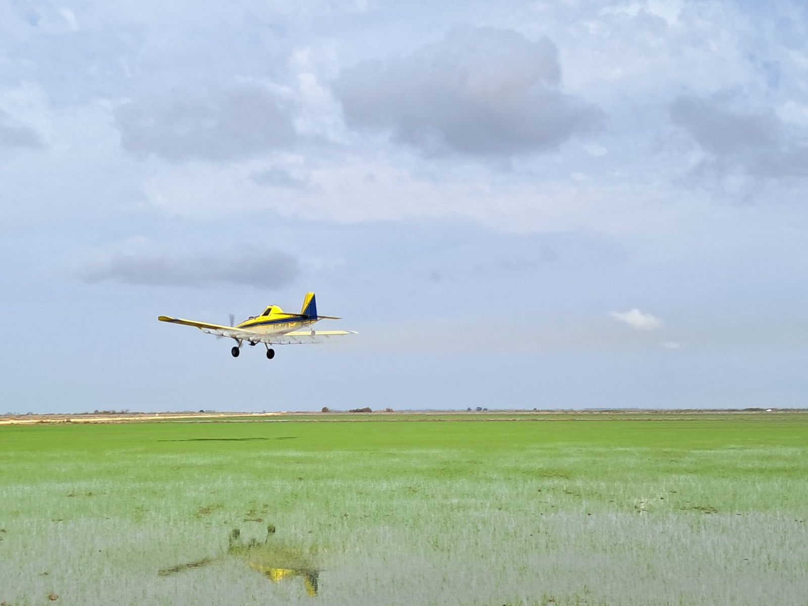 Una avioneta fumigando un arrozal sevillano.