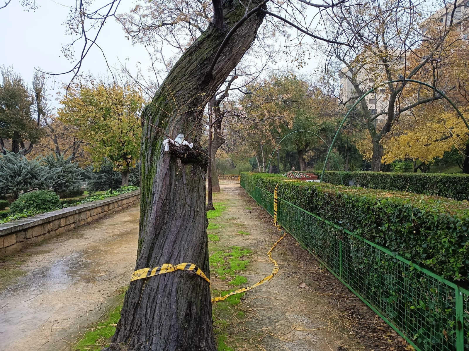 Uno de los árboles del parque de la Concordia.