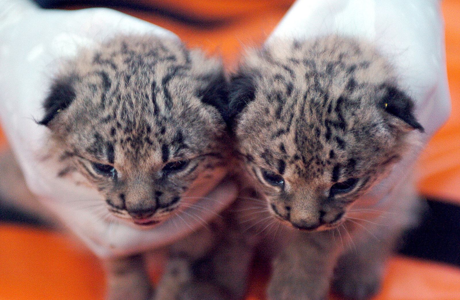 Dos cachorros de lince ibérico recién nacidos.