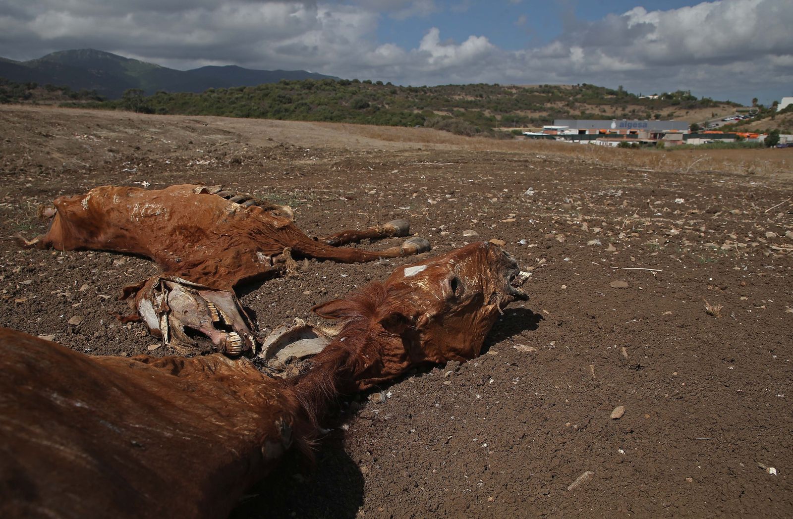 Imágenes de los nuevos cadáveres de caballos en el muladar ilegal de Pajarete en Algeciras