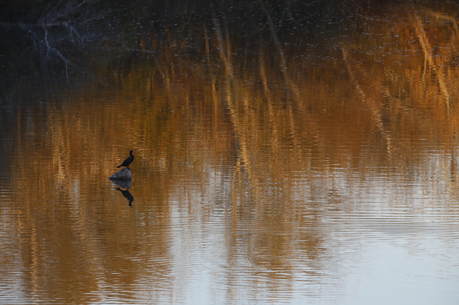 Las aves que habitan en Los Sotos de la Albolafia de Córdoba, en fotografías