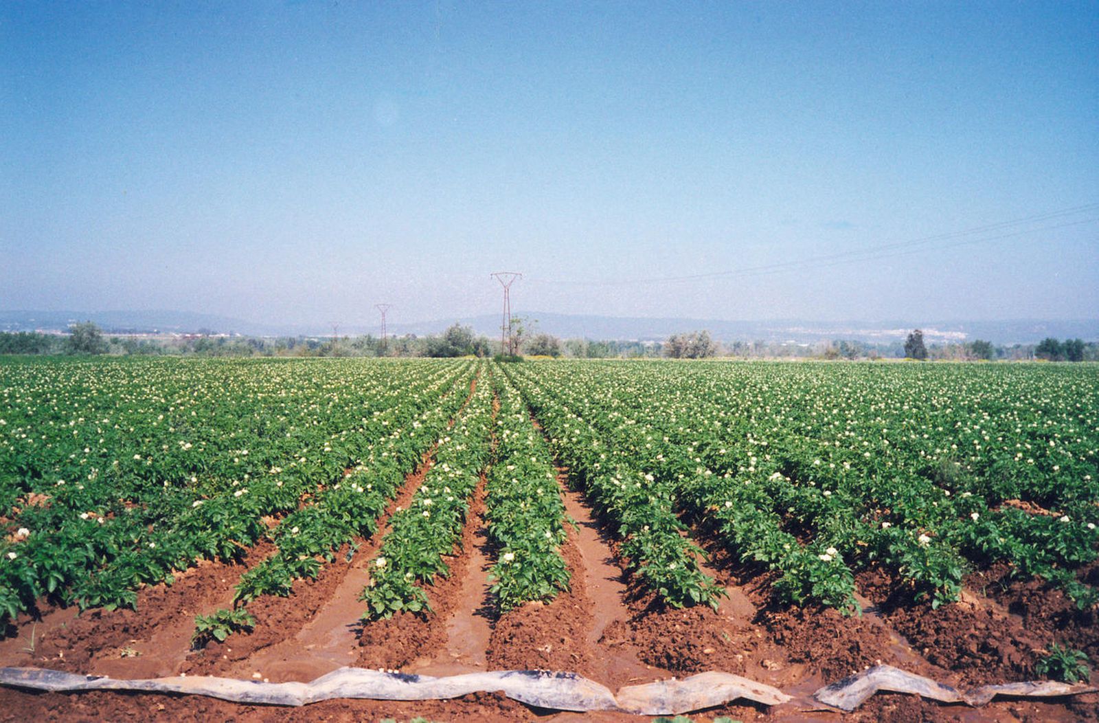 Campo sembrado de patatas.