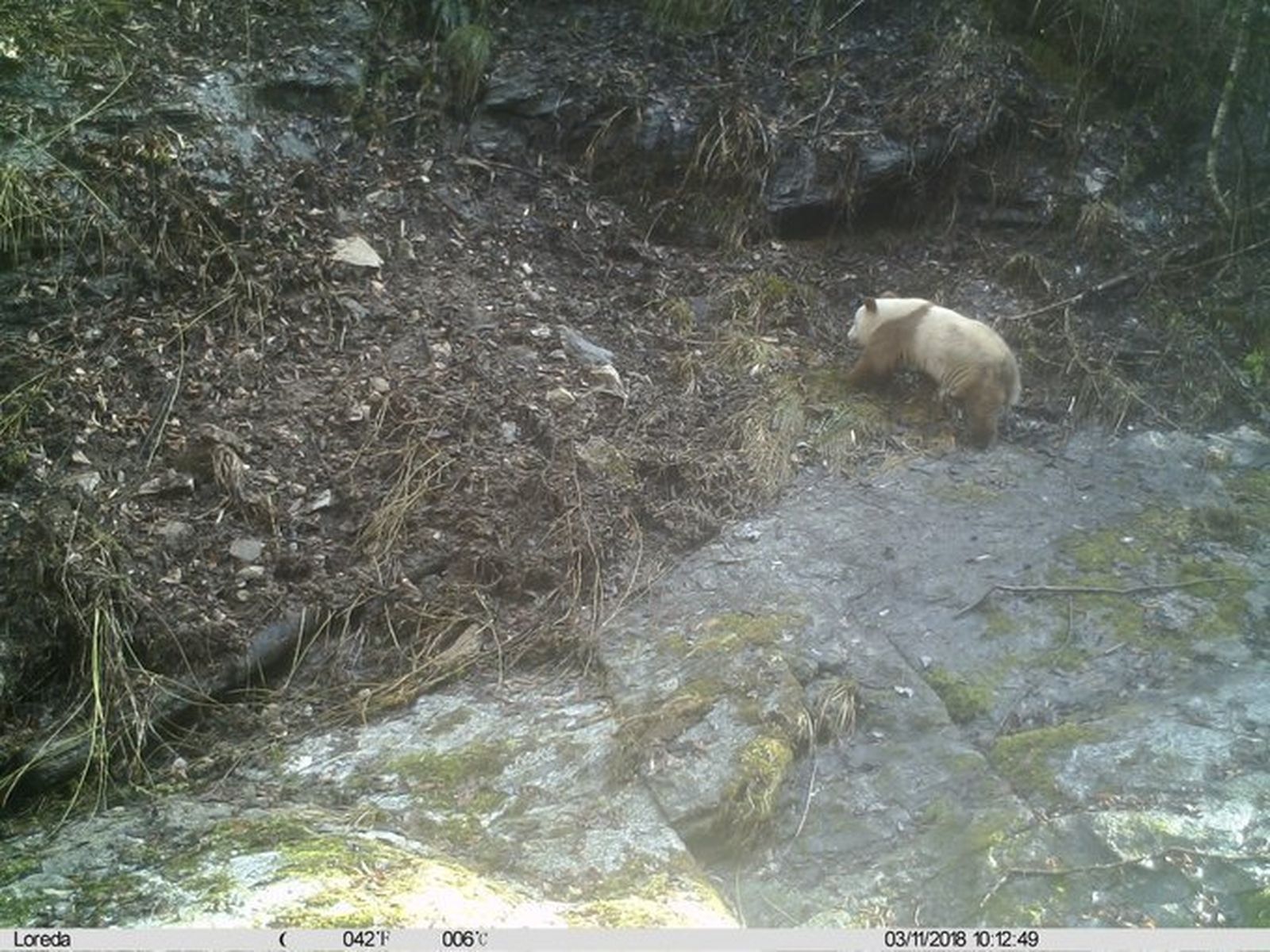 La imagen del oso avistado