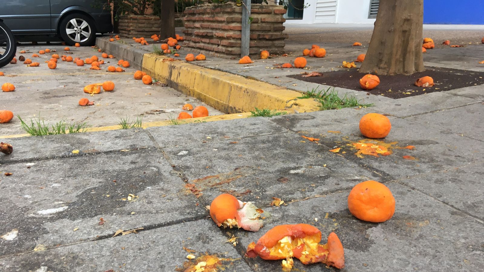 Naranjas putrefactas y aplastadas en la calle Gregorio Marañón, en el centro de Algeciras, este lunes.