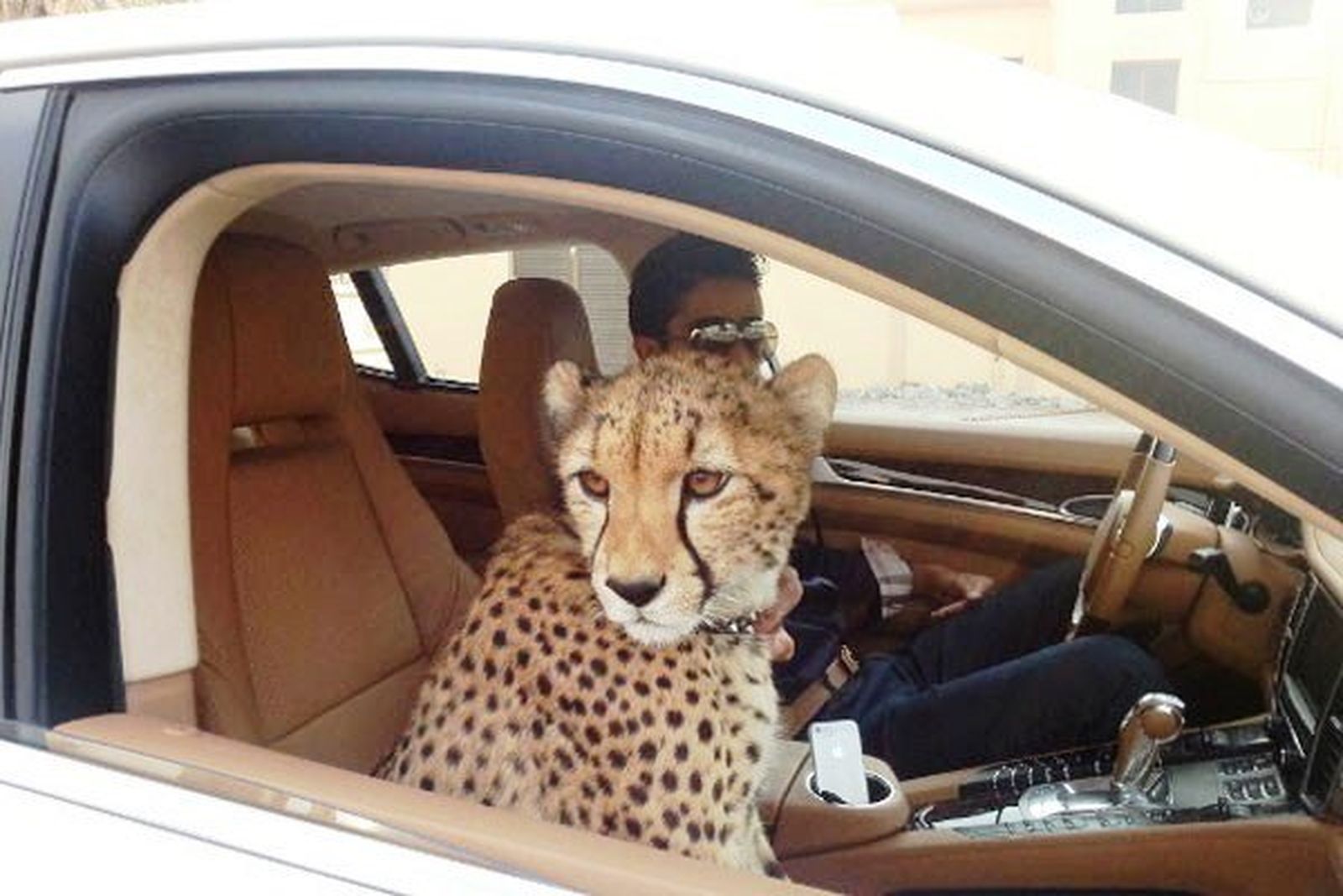 Peligro: Buscan en Dubái a un gran felino suelto en zona residencial