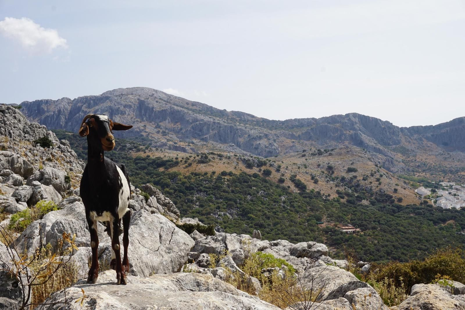 La XII Feria Ganadera de Benaocaz tendrá lugar del 10 al 13 de octubre