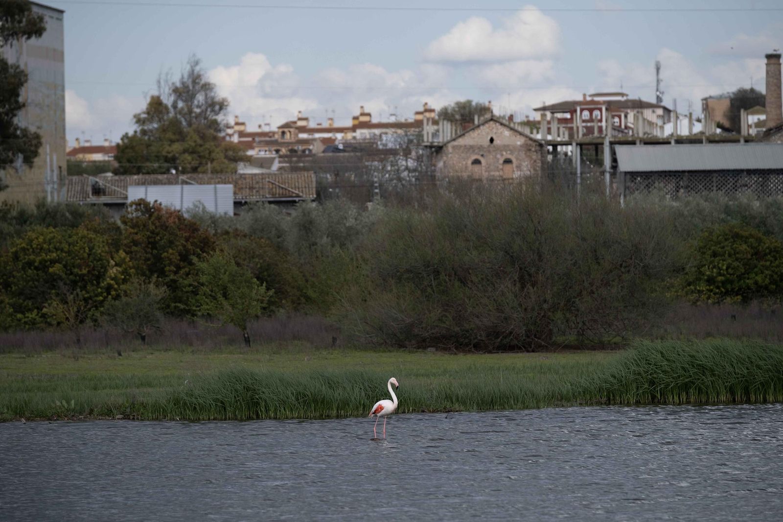 Laguna de Fuente de Piedra tras las lluvias, en fotos