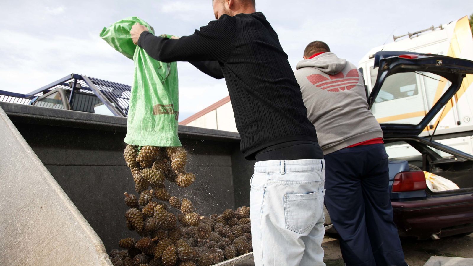 Organización del fruto por parte de los trabajadores.