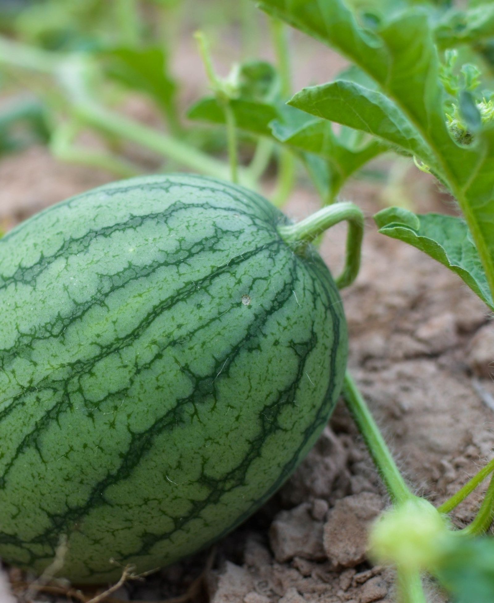 Sandía rayada.
