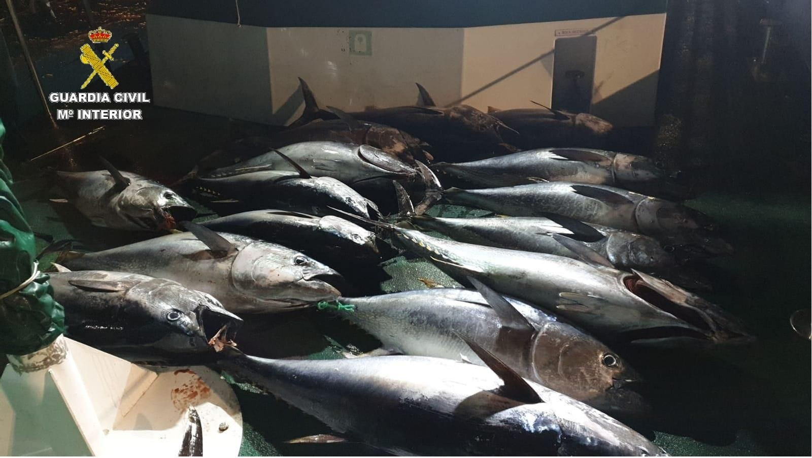 Los atunes rojos intervenidos en un pesquero en Tarifa