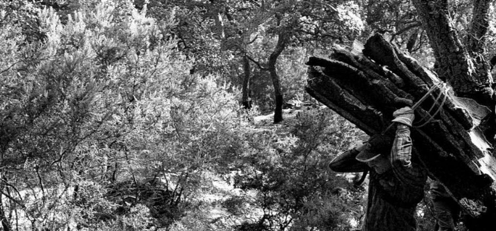 'Quejíos en el bosque' de Javier Serrano llega este viernes al campus de la Asunción de Jerez