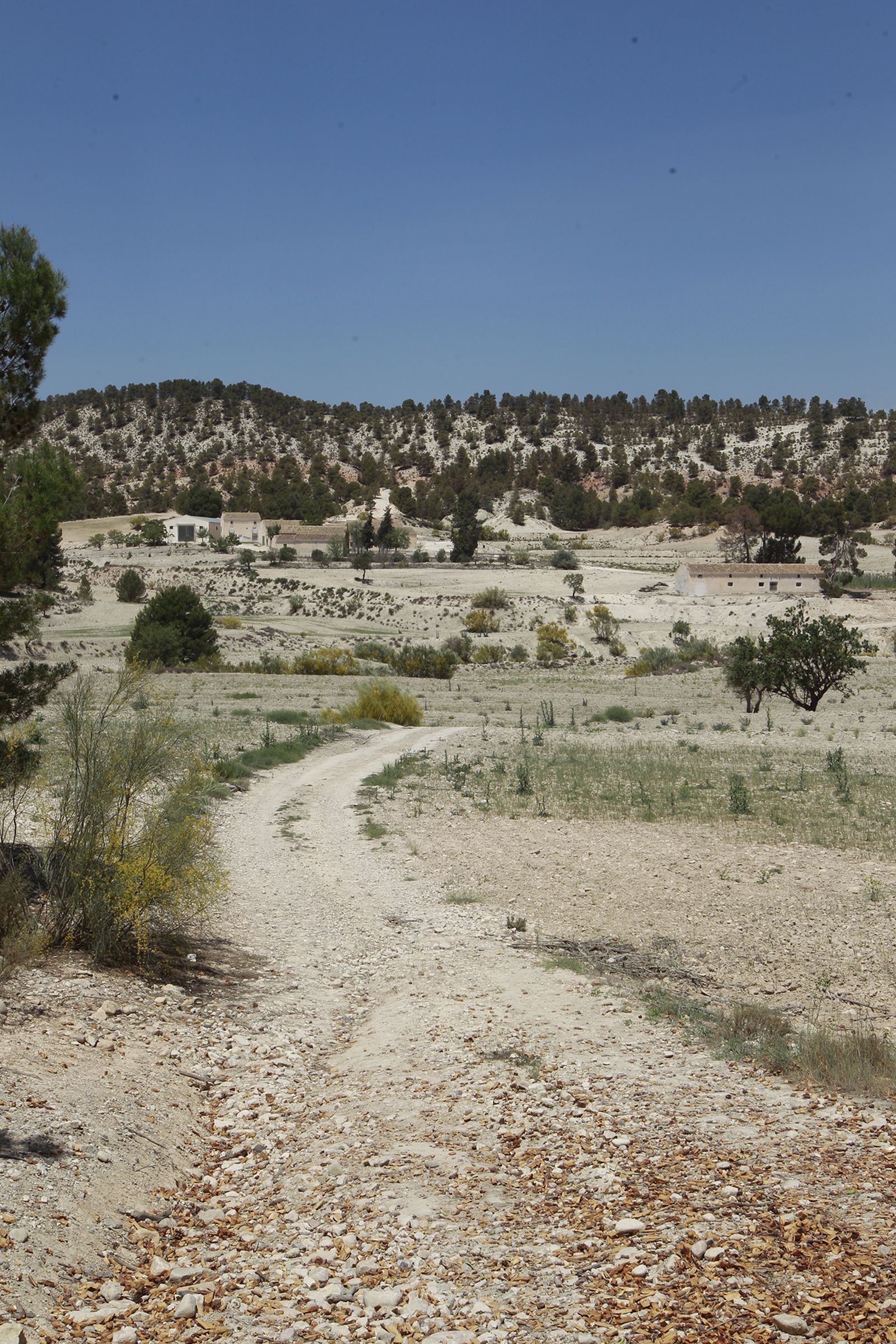 Imágenes de la sequía que golpea con dureza la producción de cereal en Los Vélez