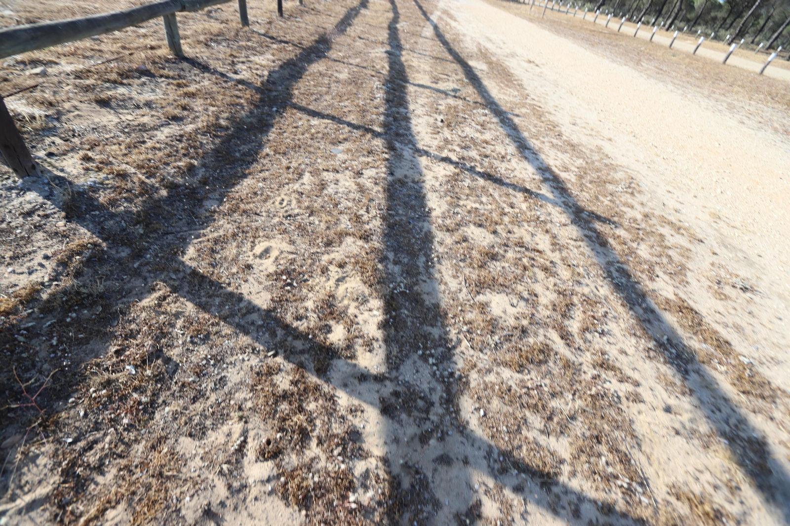 Imágenes del estado en el que se encuentran los caminos del Rocío para la Romería 2023
