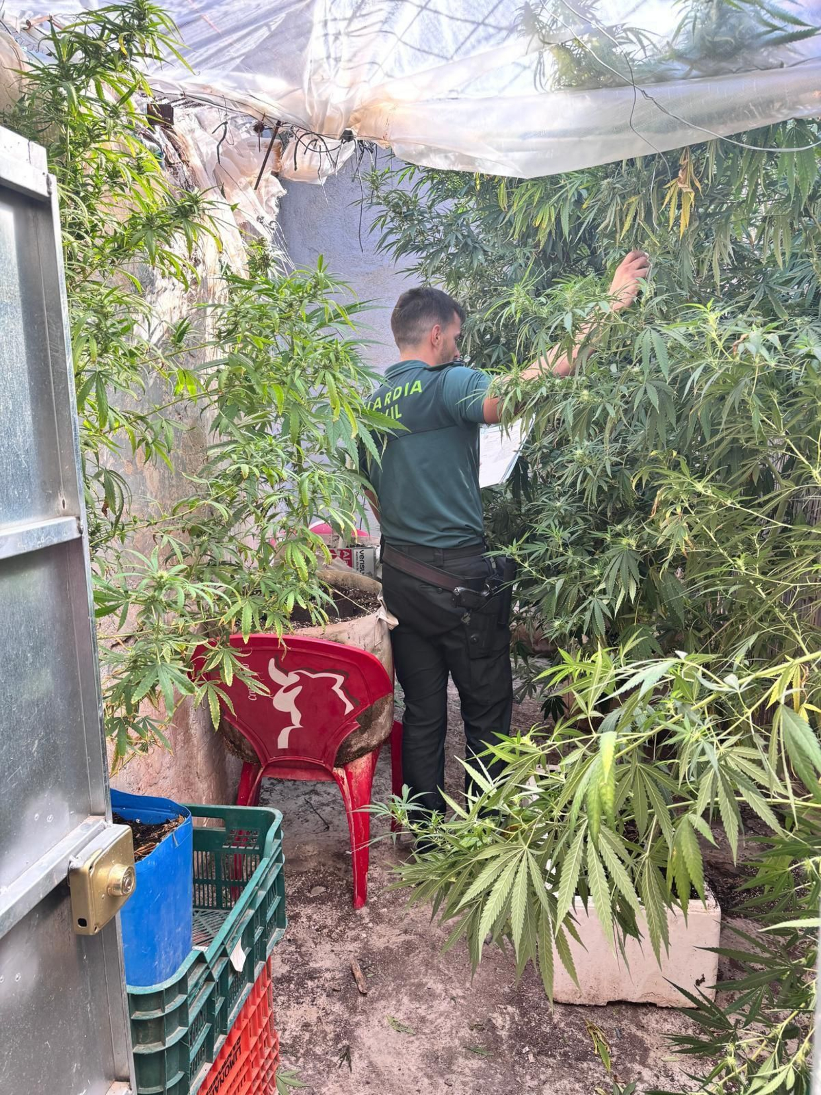 Plantas de marihuana en una casa de una operación anterior