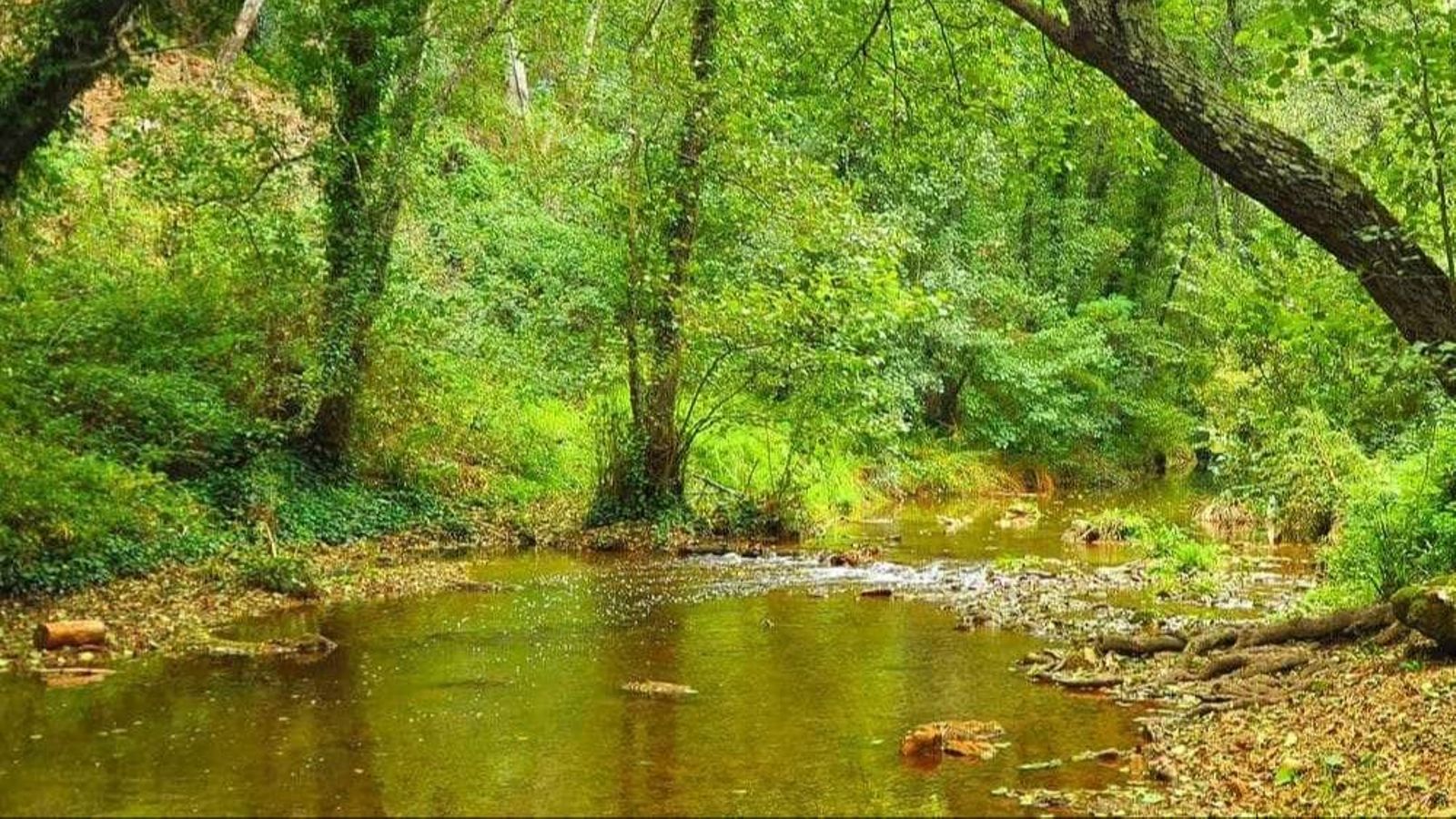 Bosque Galería de la Ribera del Huéznar