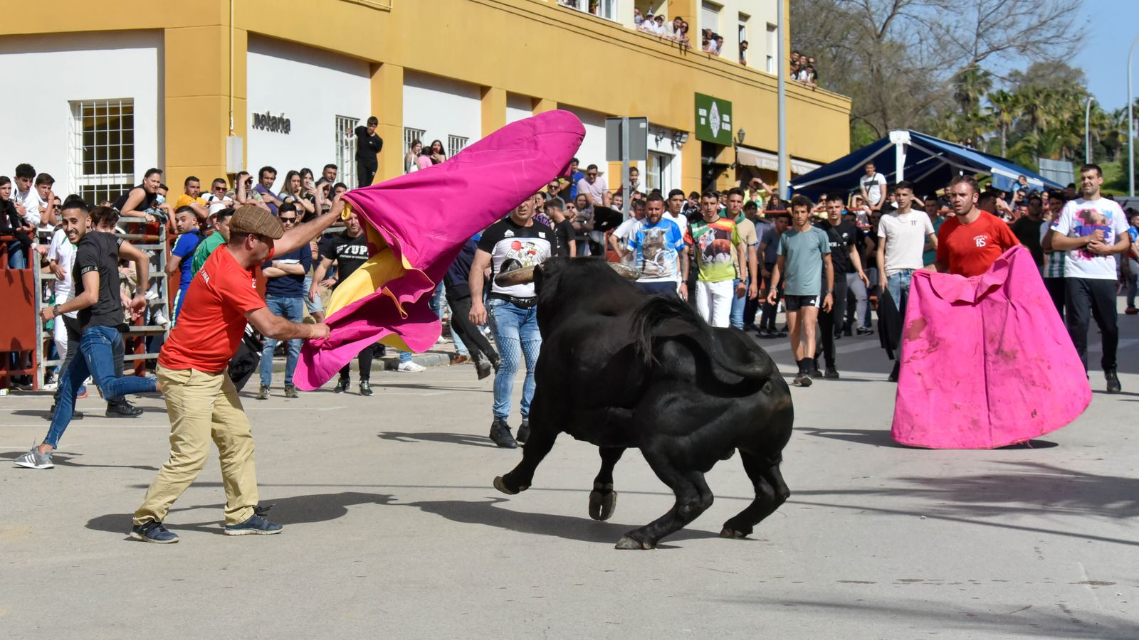 Fotos del encierro del sábado del Toro Embolao en Los Barrios