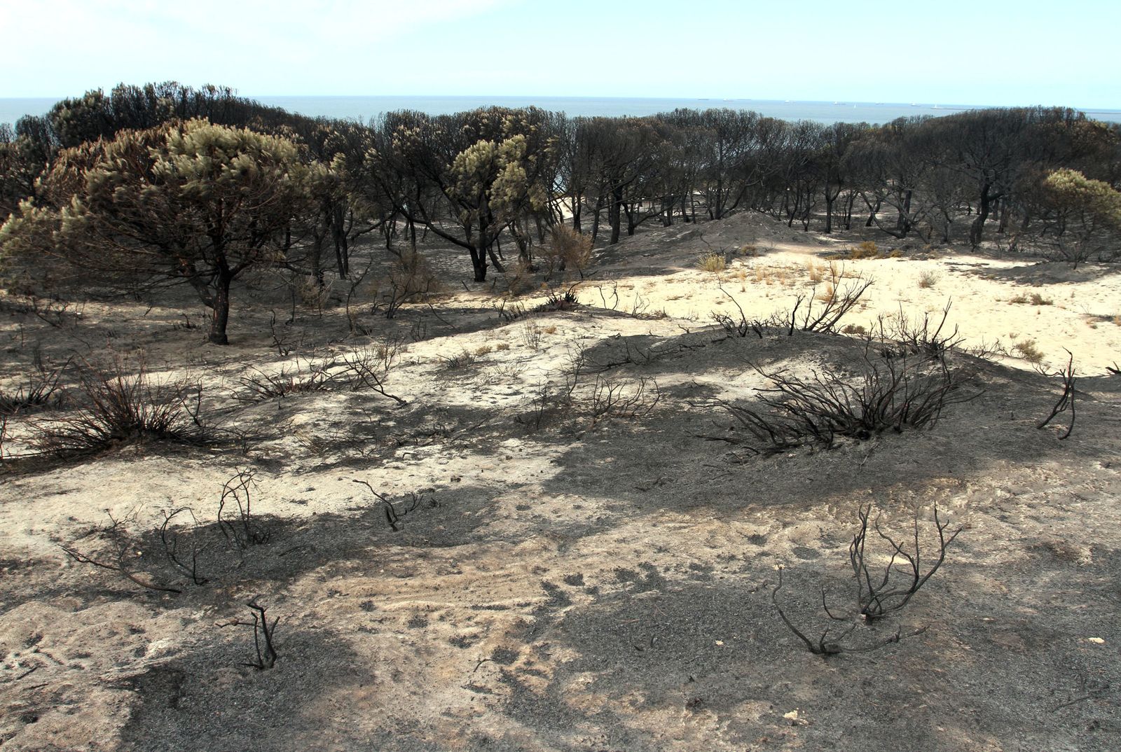 Imágenes de las consecuencias del incendio de Moguer