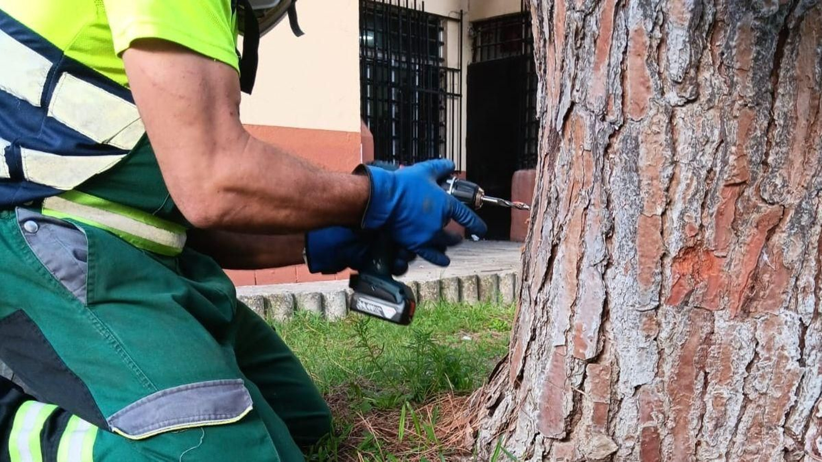 Tratamiento de endoterapia en un ejemplar de pino
