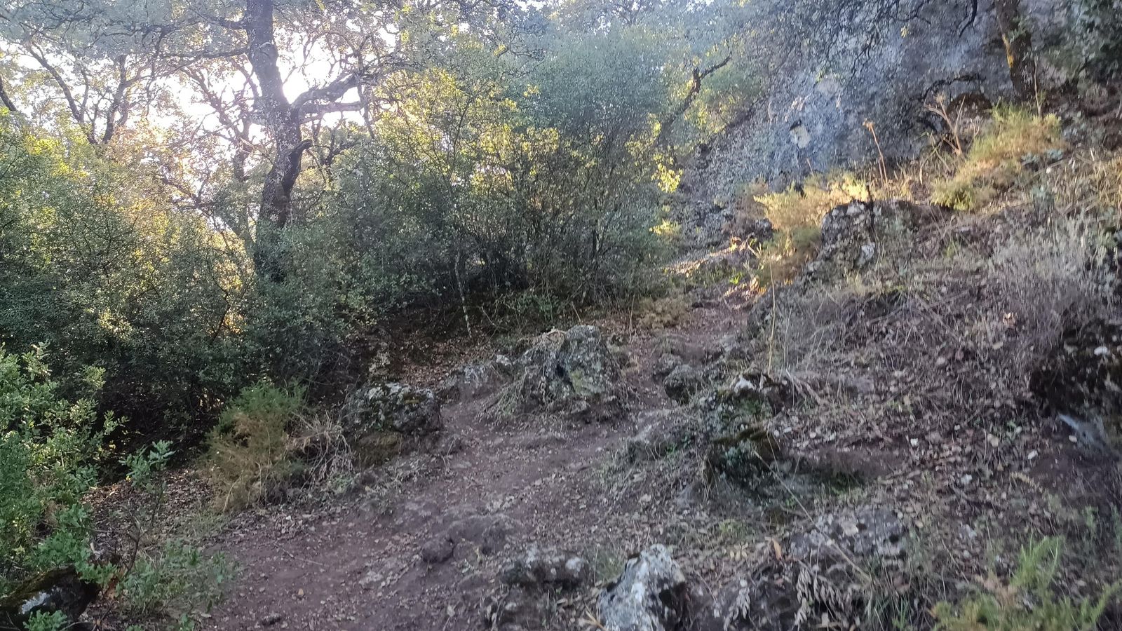 Los primeros pasos nos hacen pasar por un denso bosque.