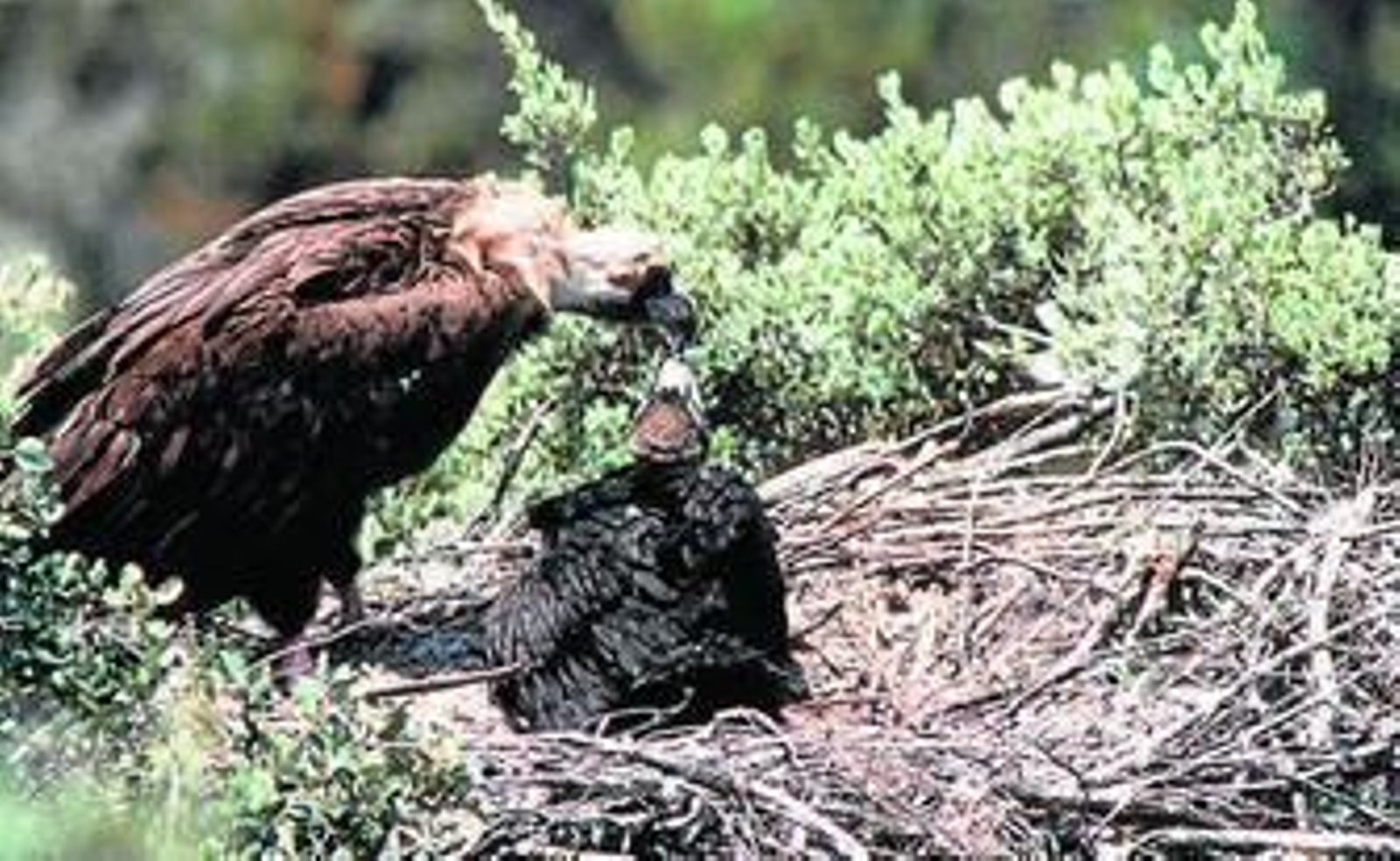 Un adulto da de comer a un polluelo en su nido, en Sierra Pelada.