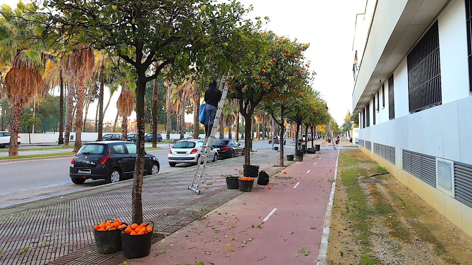 Un operarios de OHL-Ingesan, recogiendo naranjas amargas en las calles de Jerez.