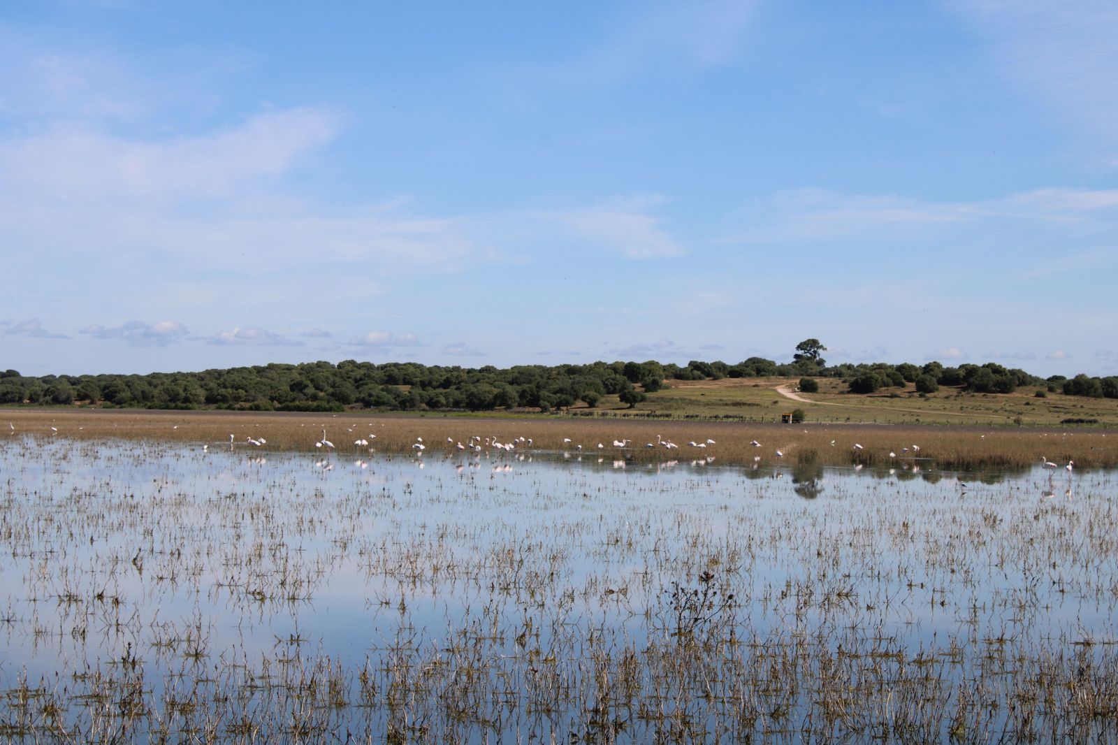 Aves acuáticas en las Lagunas de la Dehesa de Doñana.