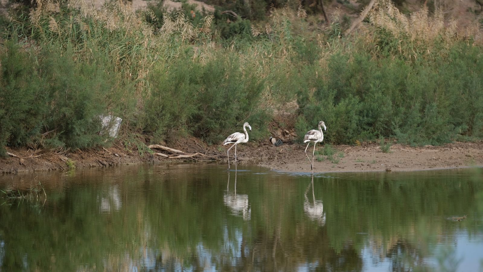 Restauración paisajística de la Rambla Morales, Cabo de Gata. Almería