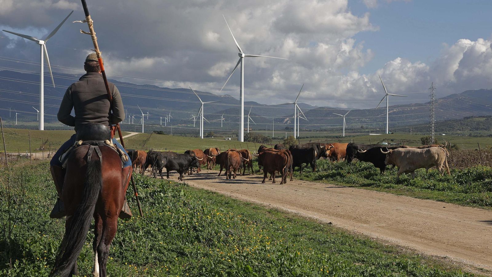 Toros de Álvaro Núñez Benjumea con un paisaje de molinos de viento como fondo. Toros de Álvaro Núñez Benjumea con un paisaje de molinos de viento como fondo.