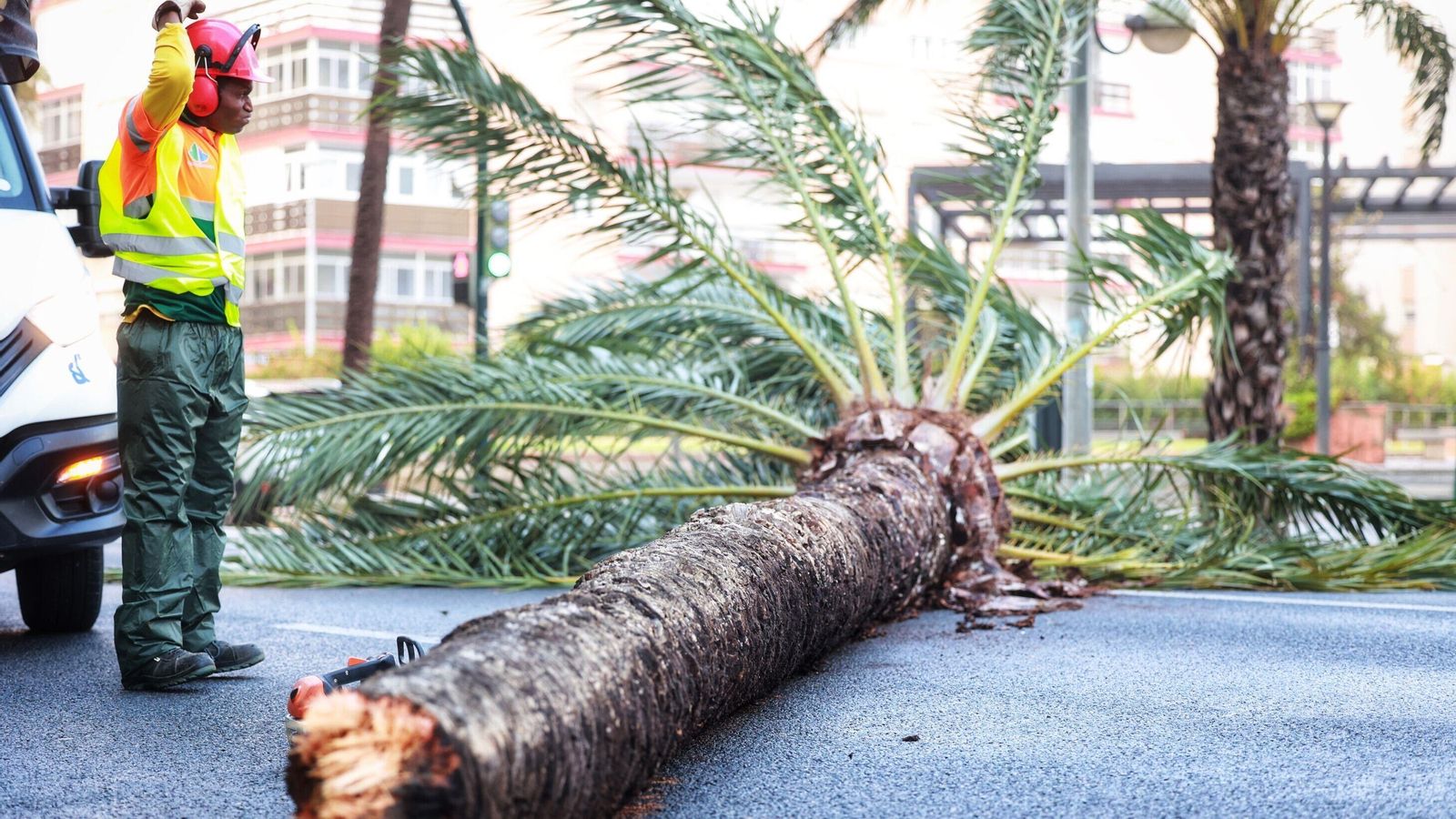 Una de las palmeras que las fuertes rachas de viento han tumbado en Cádiz.