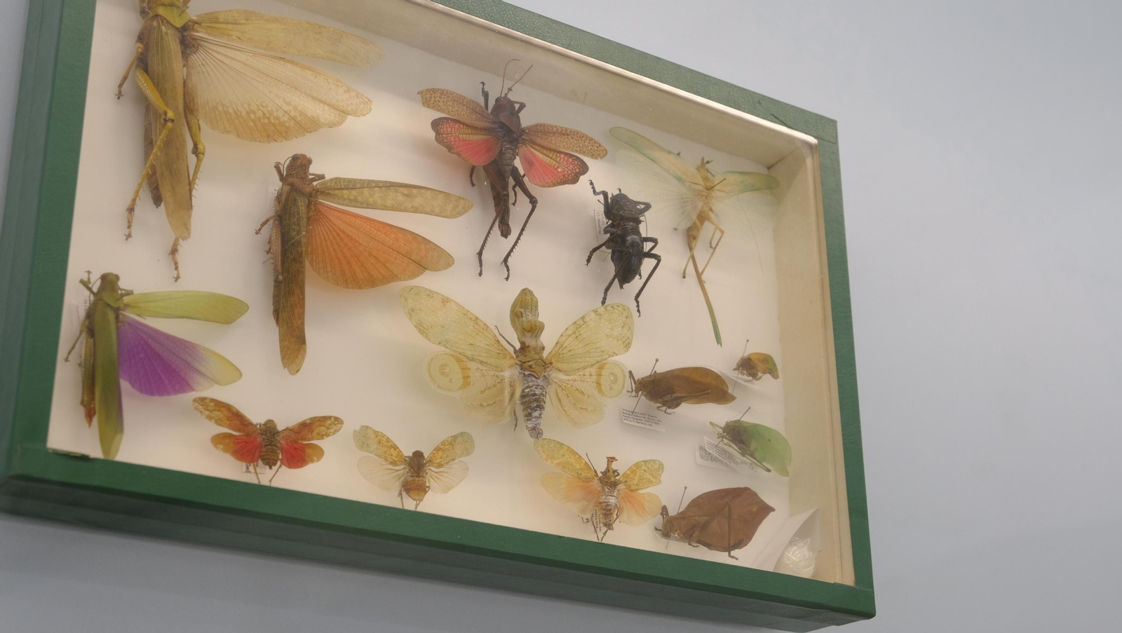 Descubre en estas fotos las maravillas que esconde el Pabellón de Historia Natural de la UAL