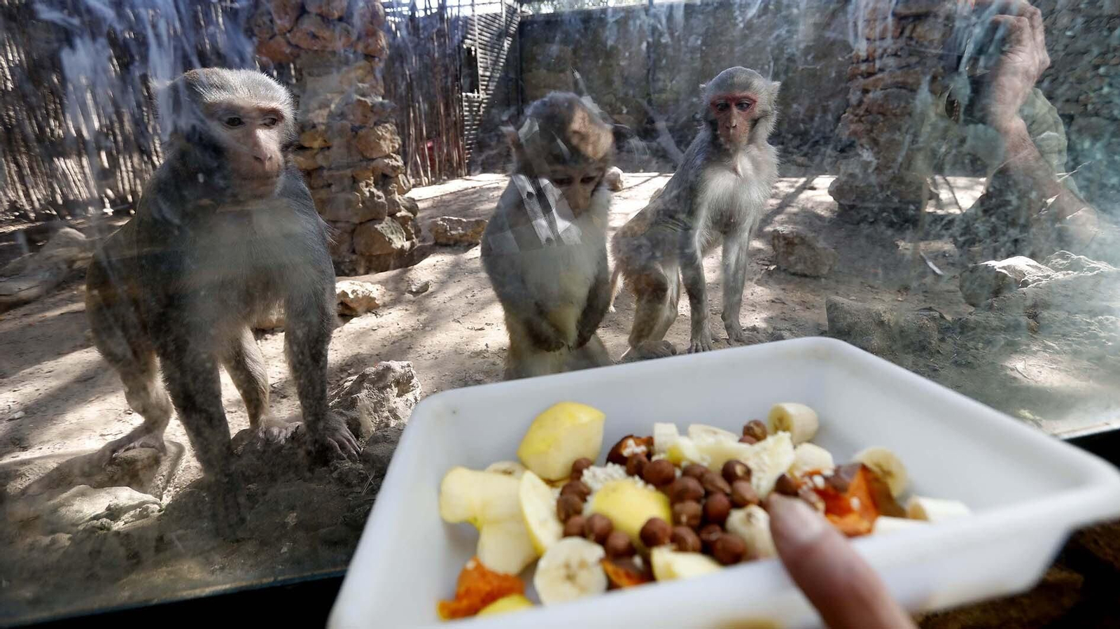 Las fotos del Zoo de Castellar de la Frontera