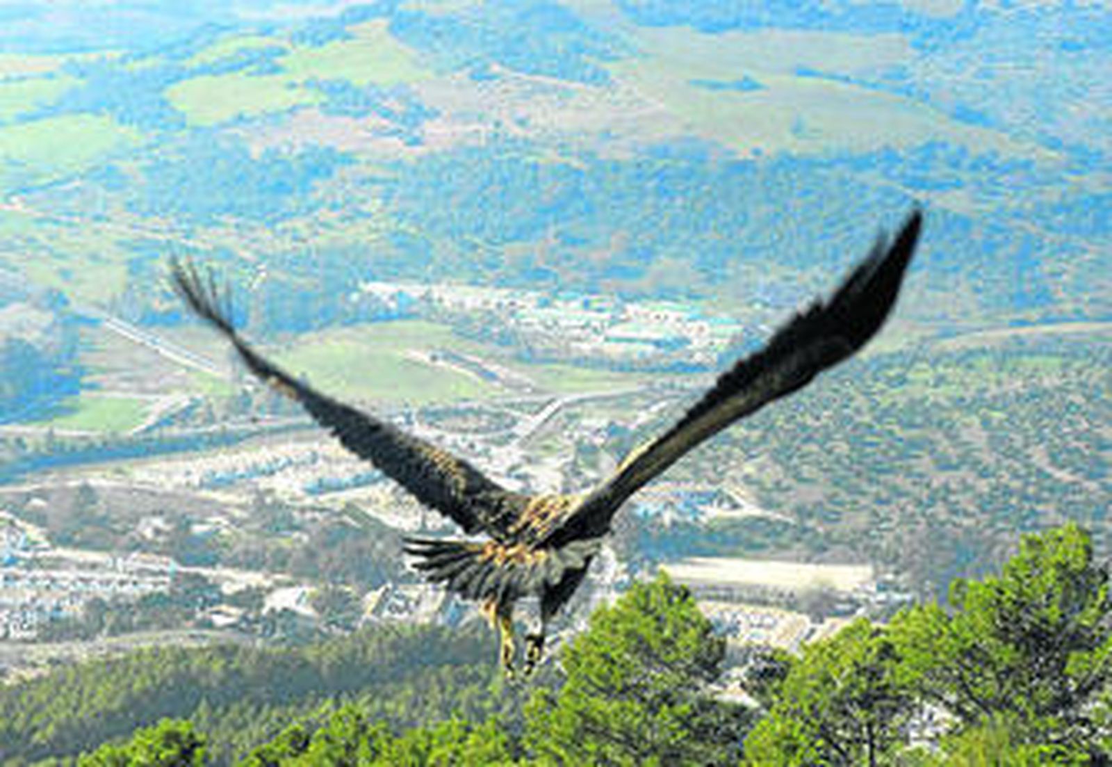 Una rapaz sobrevuela el Parque Natural de la Sierra de Grazalema.