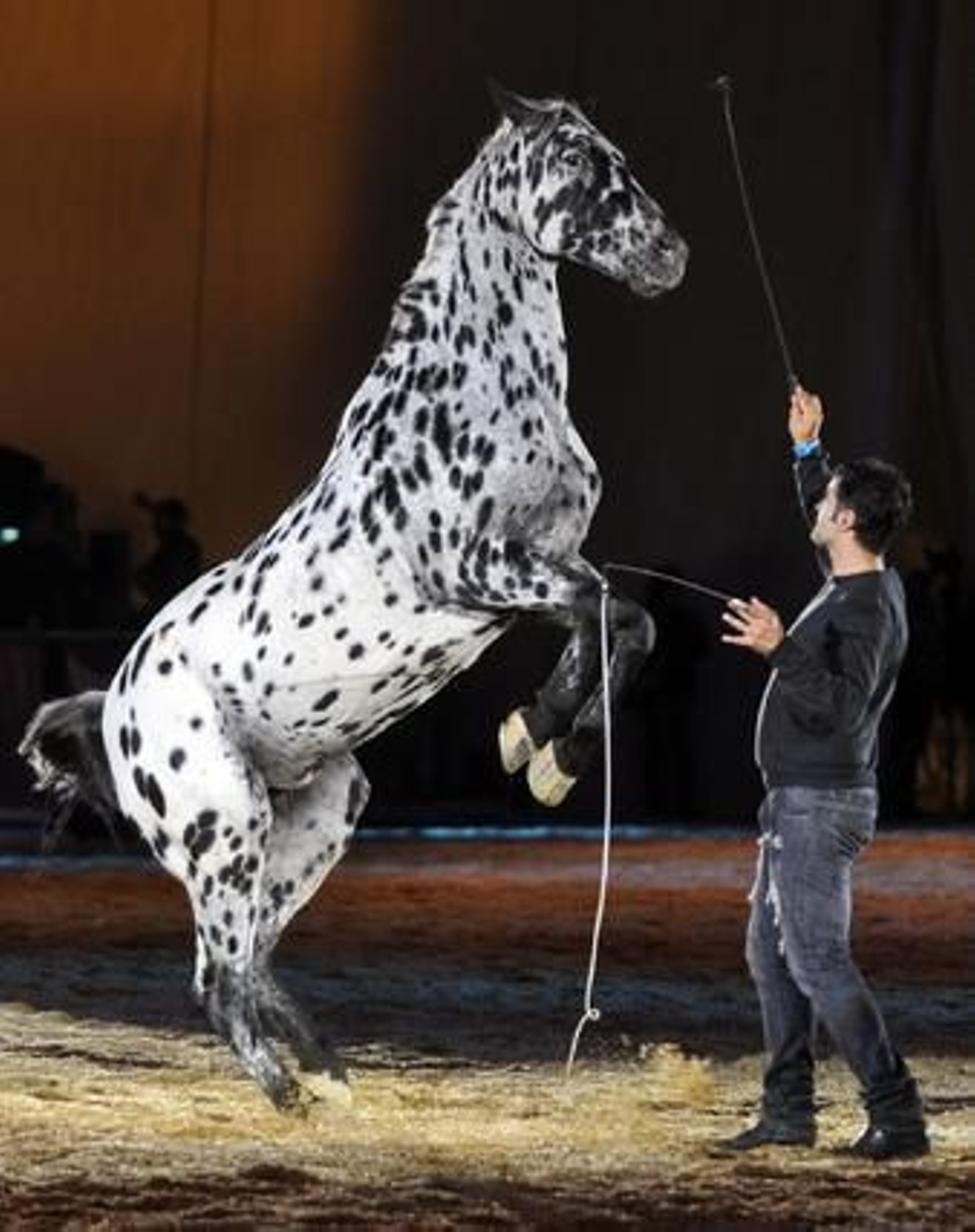 Preparativos y ensayo general del Sicab en Fibes. /Manuel Gómez