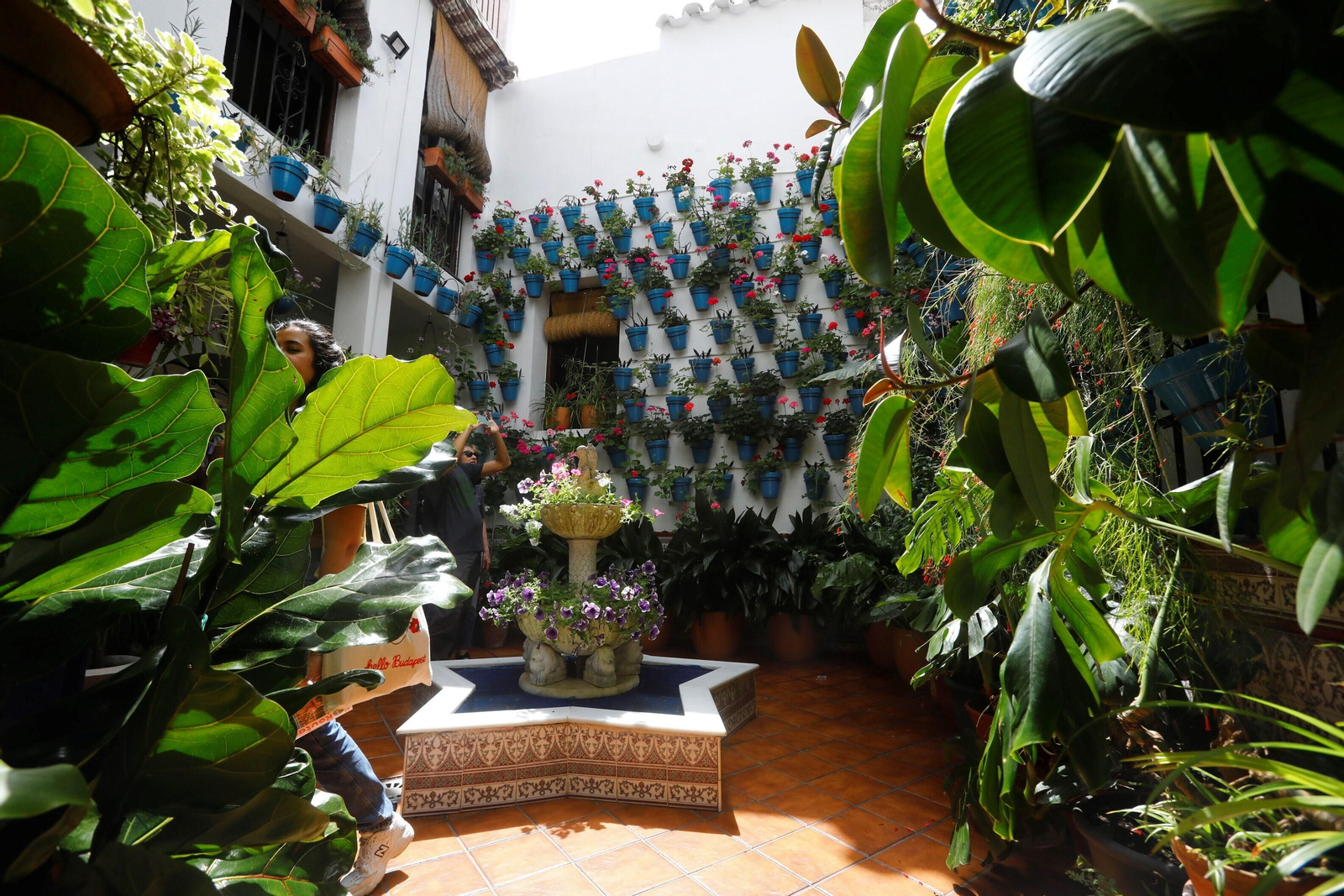 Los patios de Córdoba de la ruta Judería-San Francisco, en imágenes