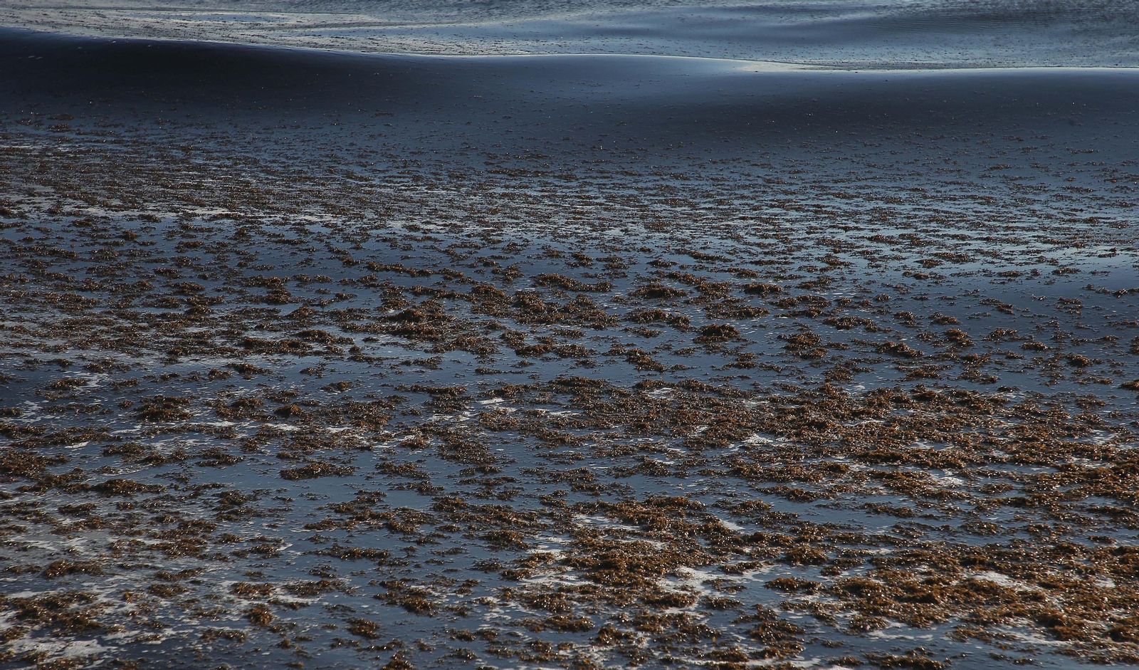 Fotos del alga invasora en la playa de Getares