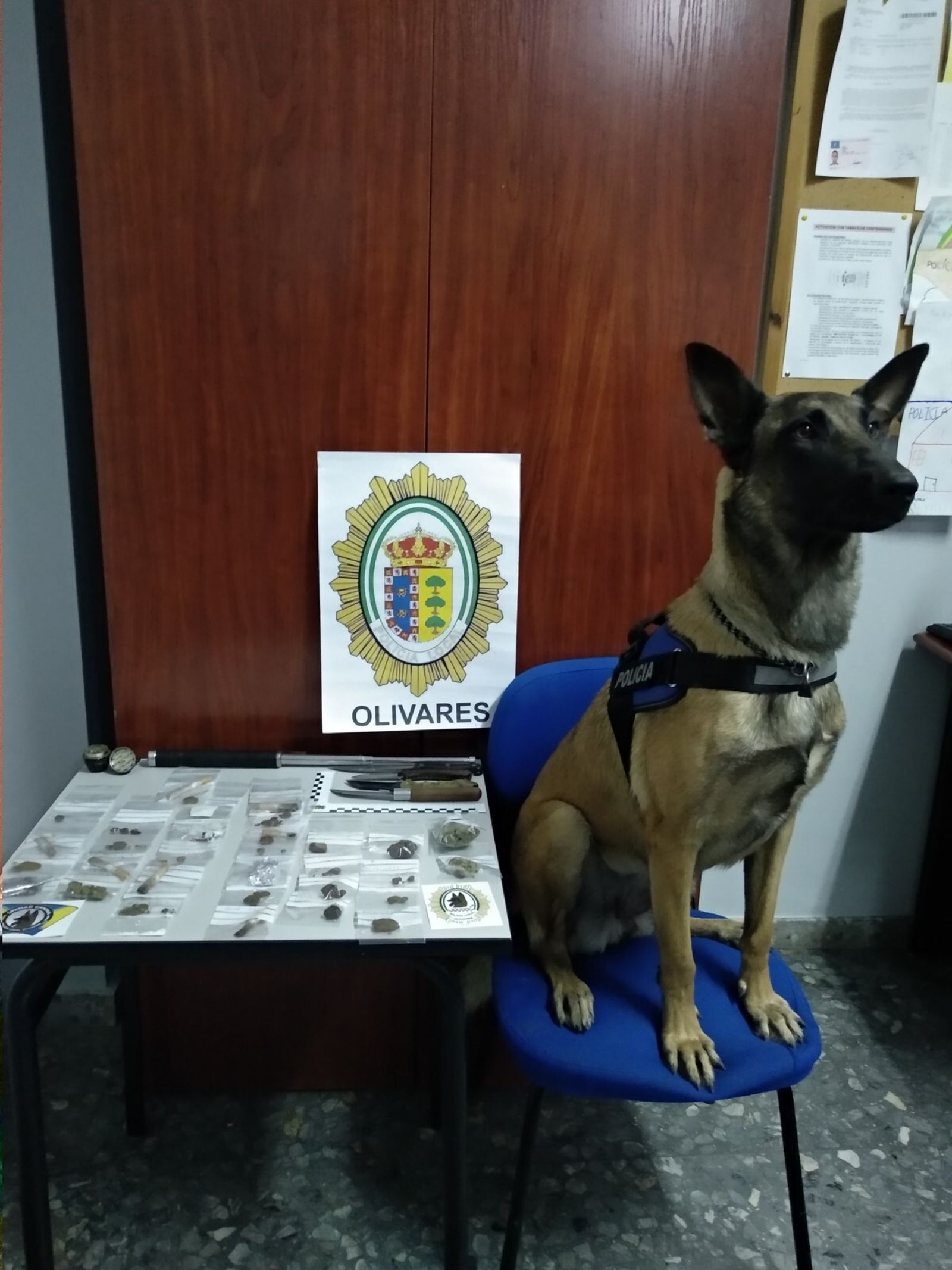 Kira, la perra de la Policía Local de Olivares que 'caza' droga en la feria