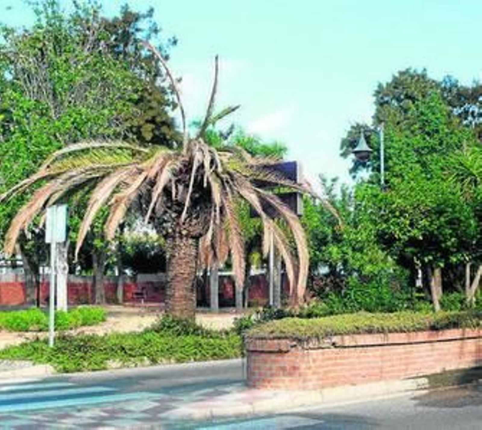 Imagen de un ejemplar en una avenida de Los Barrios.