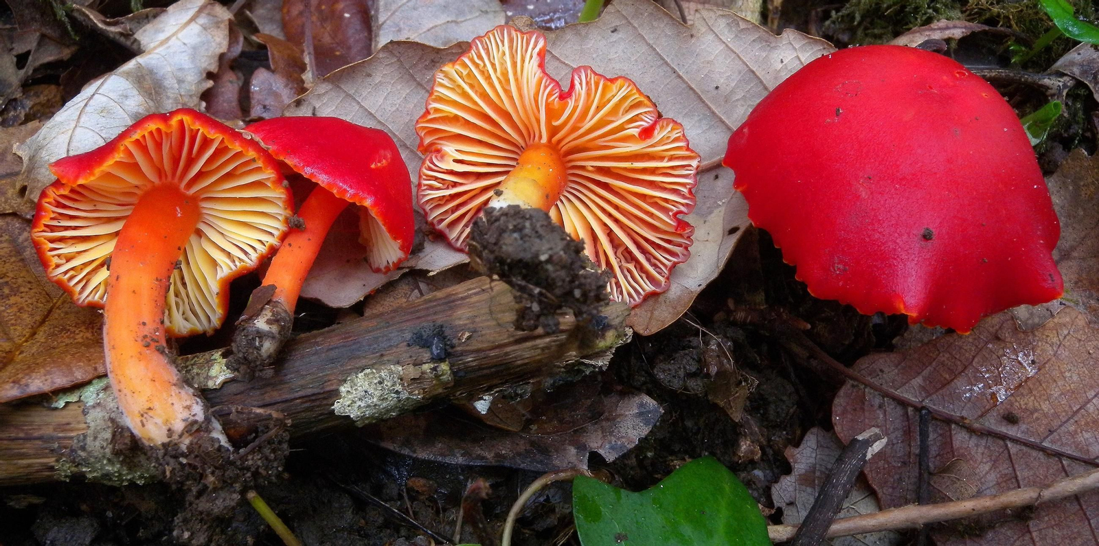 'Hygrocybe coccinea', un hongo poco frecuente que puede encontrarse en el Campo de Gibraltar.