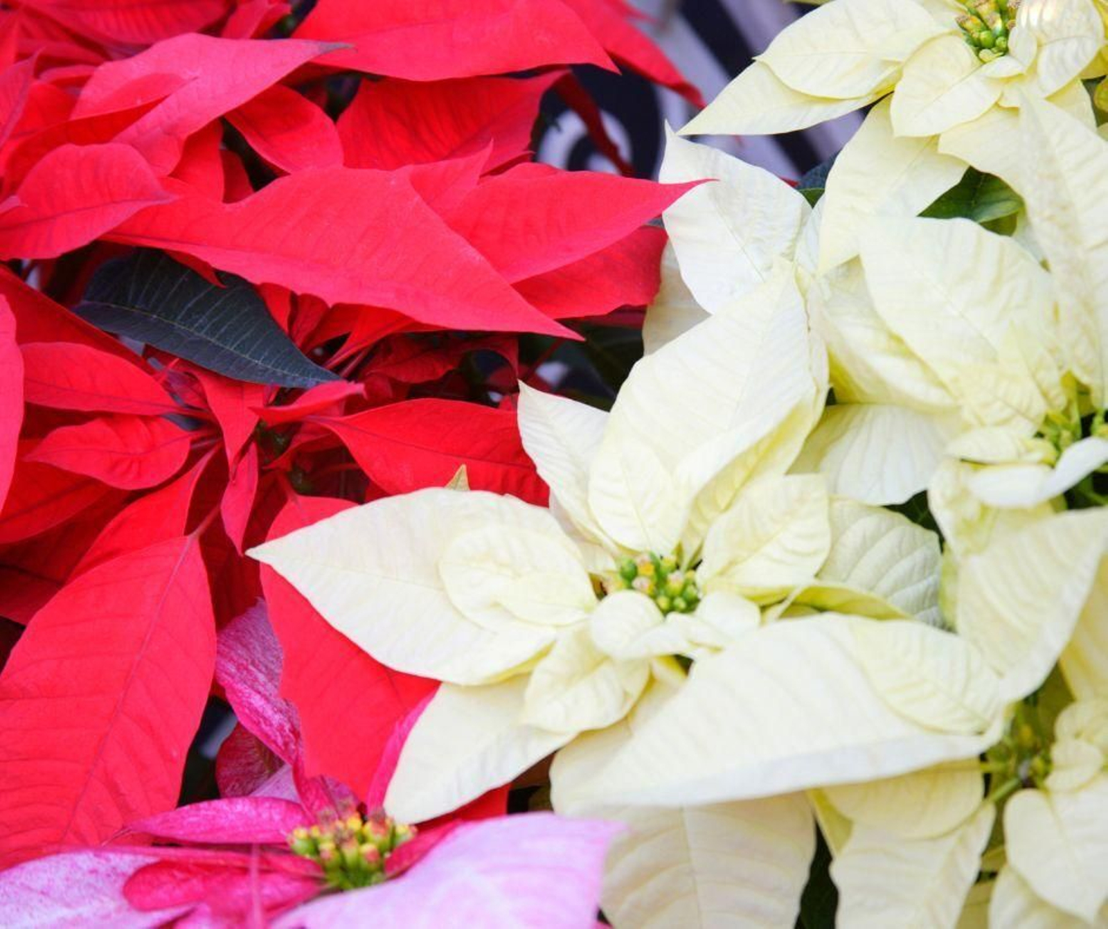 ¿Quién dijo que las flores de Pascua eran todas iguales?