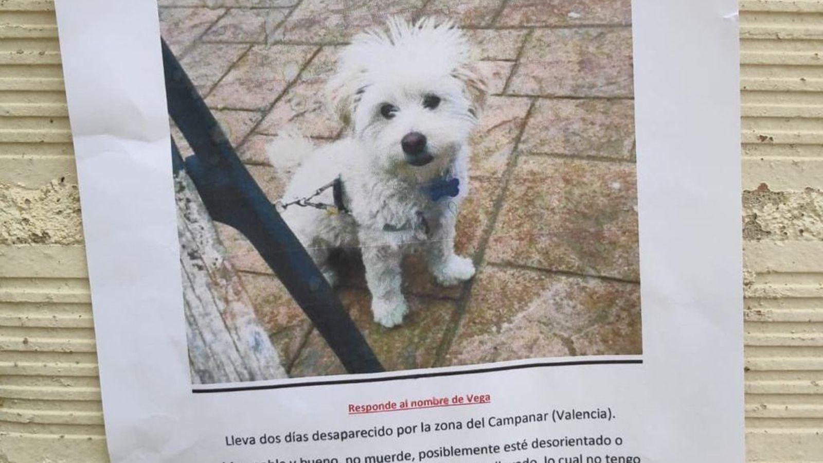 se busca perro
