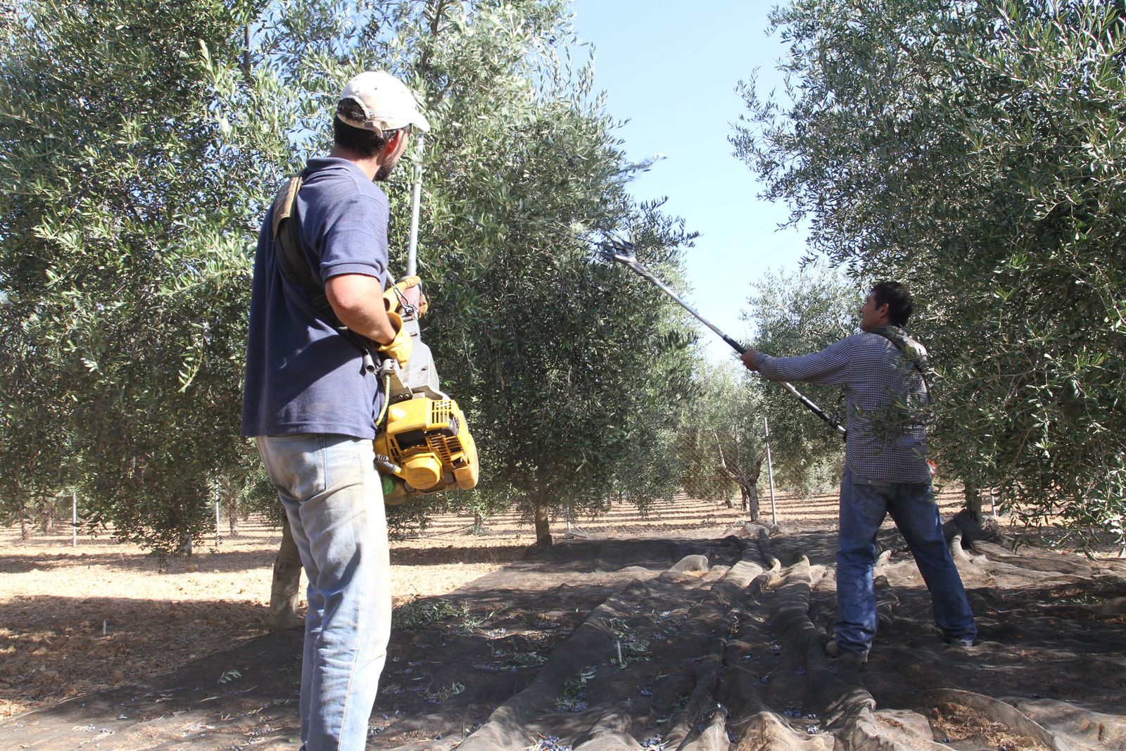 El aceite de oliva es el producto que más ha aumentado su exportación.