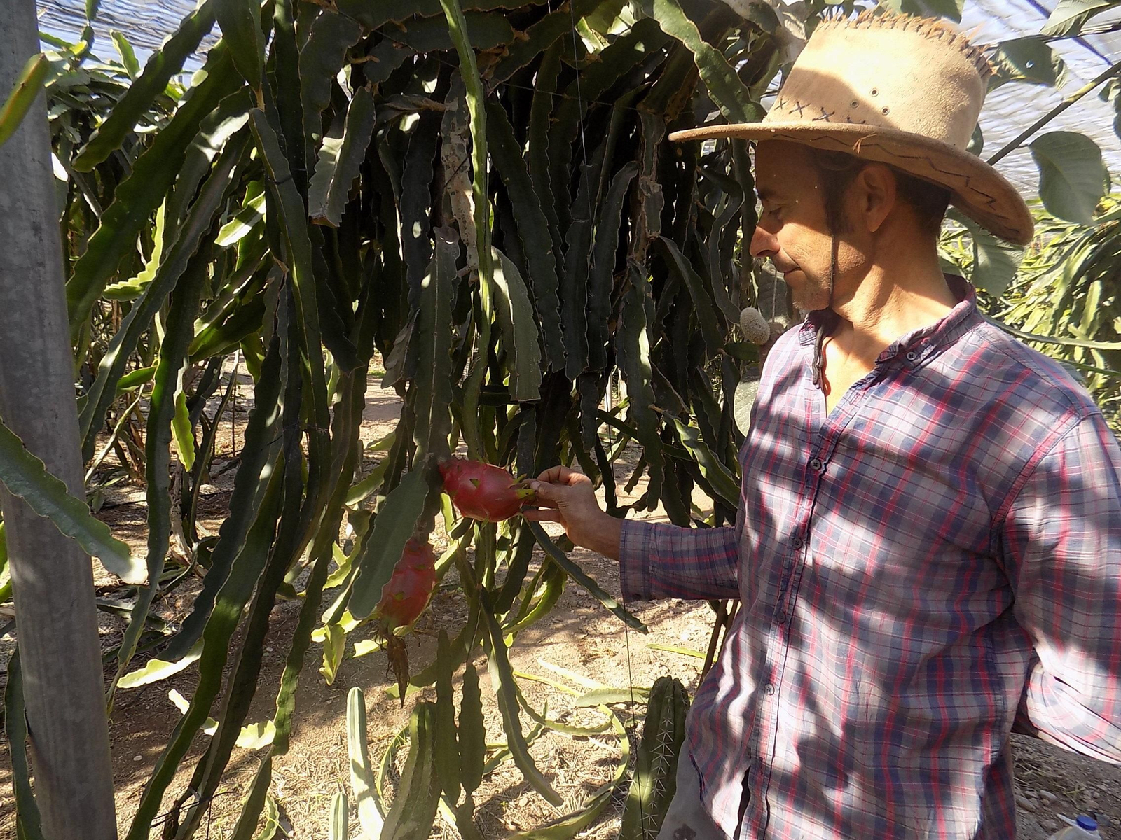 La pitaya, o también llamada ‘fruta del dragón’, ha levantado un gran interés entre muchos productores almerienses como alternativa.